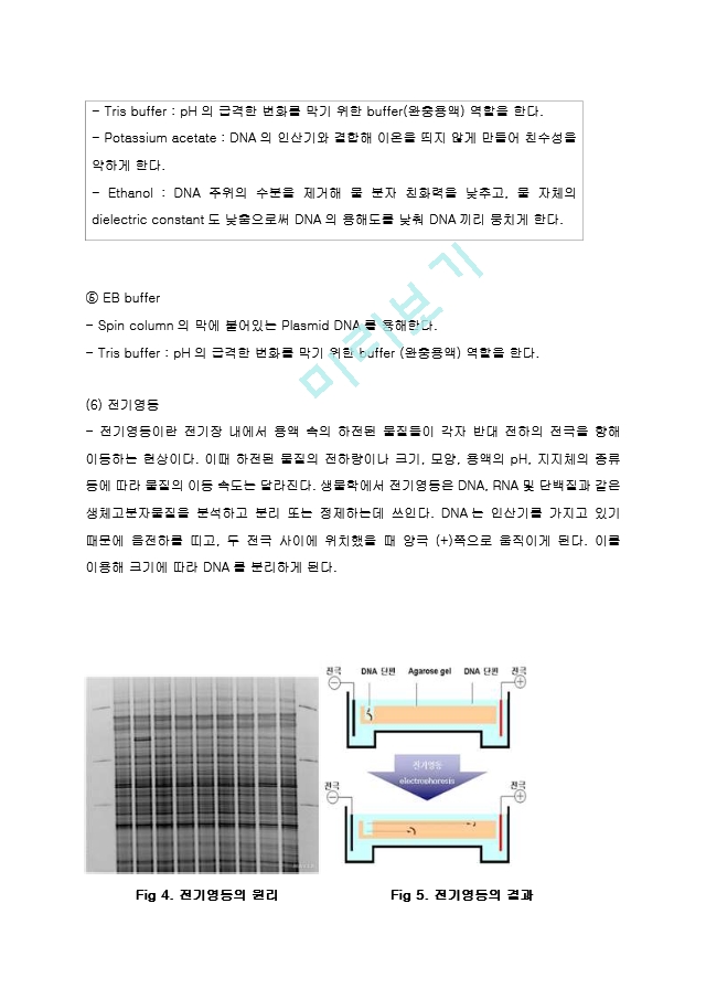 Plasmid DNA isolation from bacterial cell Miniprep 예비레포트 [A+]   (6 )